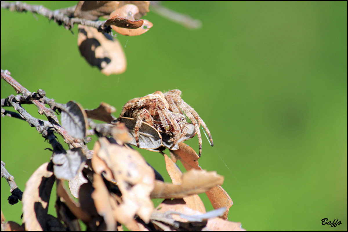 Araneus sp. - Isola di Cherso (Croazia)